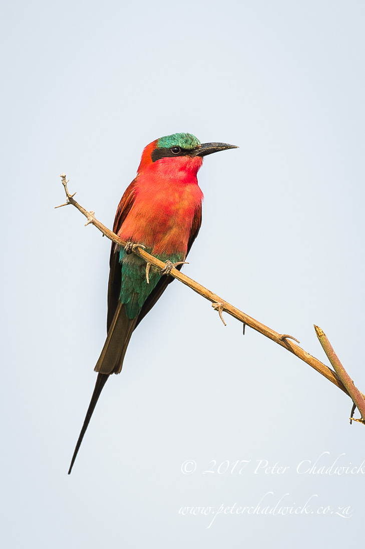 The Chobe River, Africa's Wildlife Wilderness by Conservation Photographer Peter Chadwick