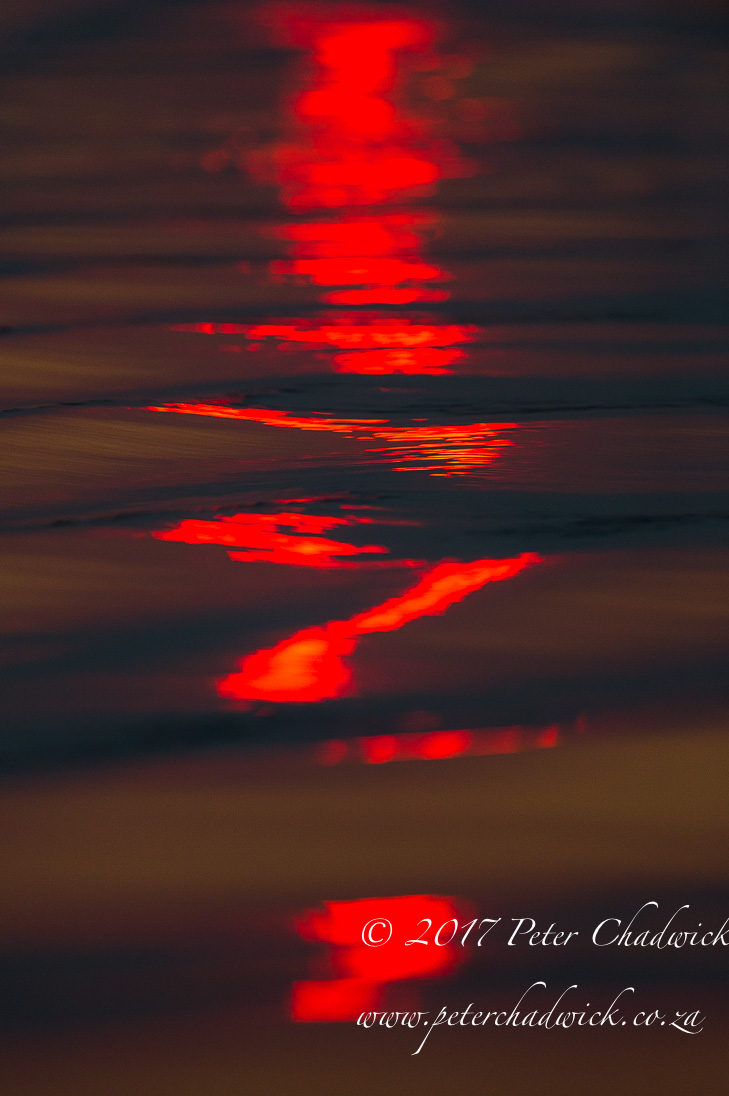 The Chobe River, Africa's Wildlife Wilderness by Conservation Photographer Peter Chadwick
