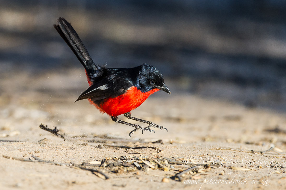 Crimson-Breasted Shrike