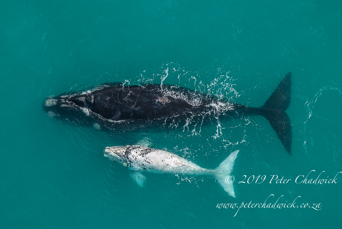 De Hoop Marine Protected Area