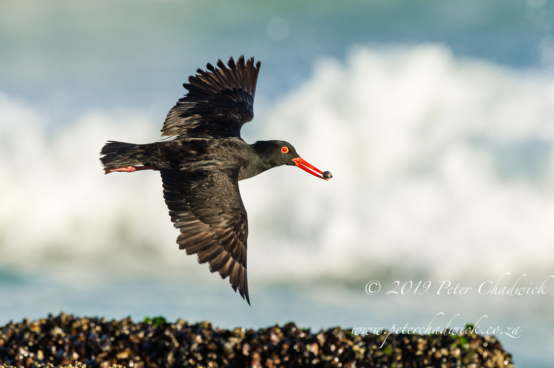 De Hoop Marine Protected Area_©PeterChadwick_AfricanConservationPhotographer 