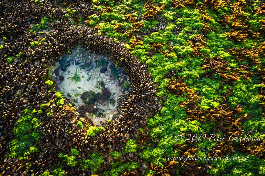 De Hoop Marine Protected Area_©PeterChadwick_AfricanConservationPhotographer 