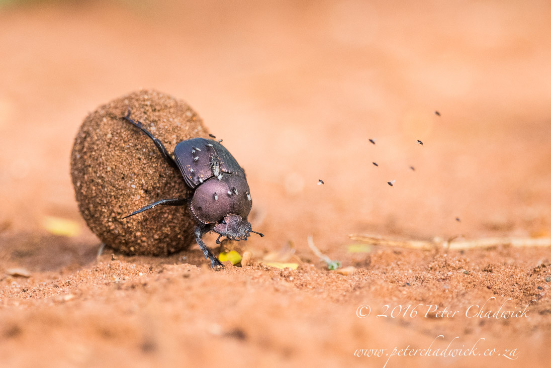 Dung Beetle 