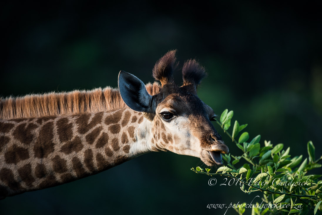 Feeding Giraffe