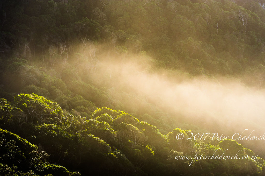 South Africa's Garden Route by Conservation Photographer Peter Chadwick