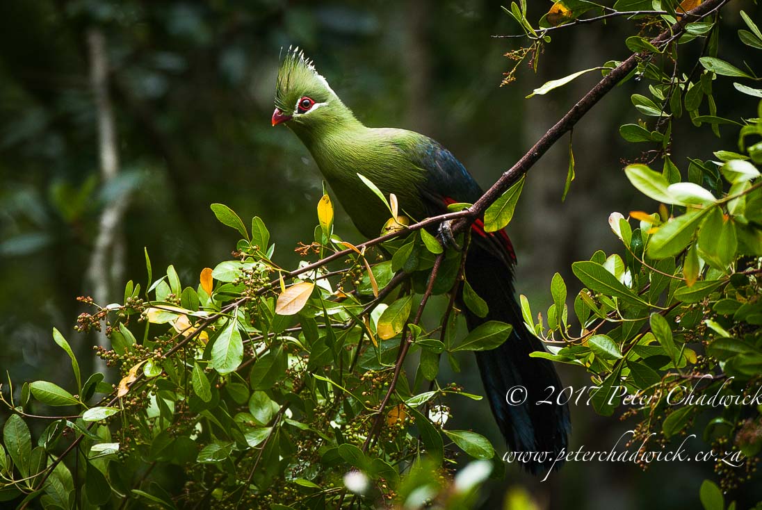 South Africa's Garden Route by Conservation Photographer Peter Chadwick