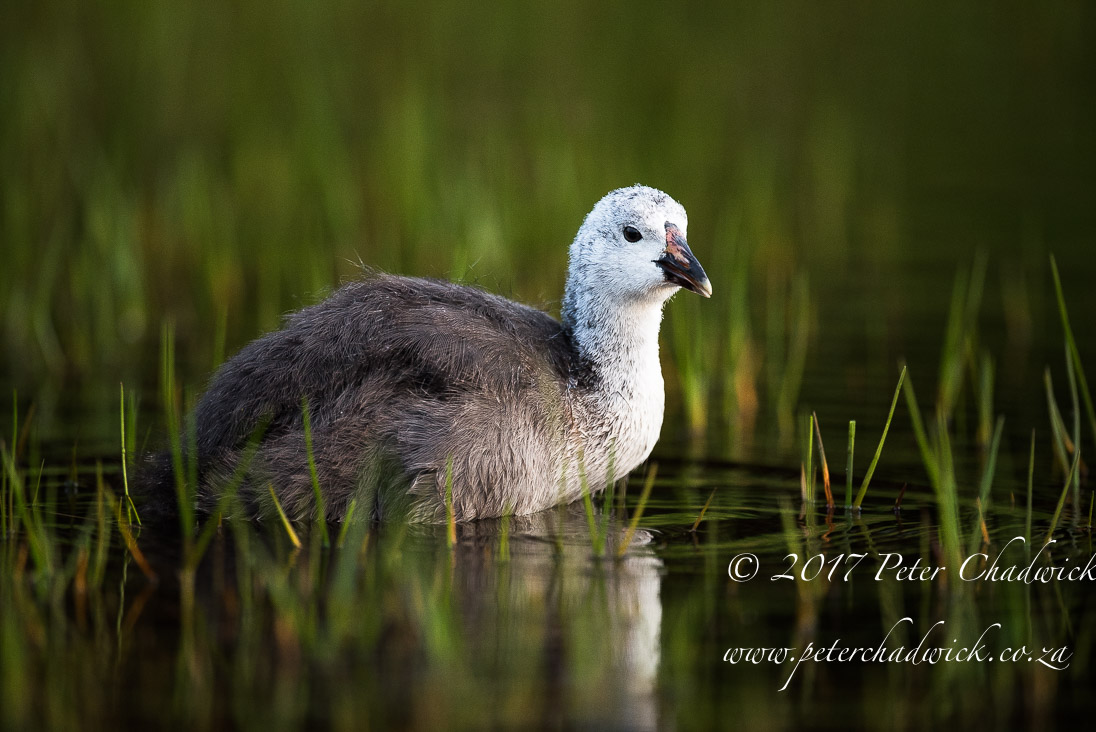 Garden Route National Park by Peter Chadwick African Conservation Photographer