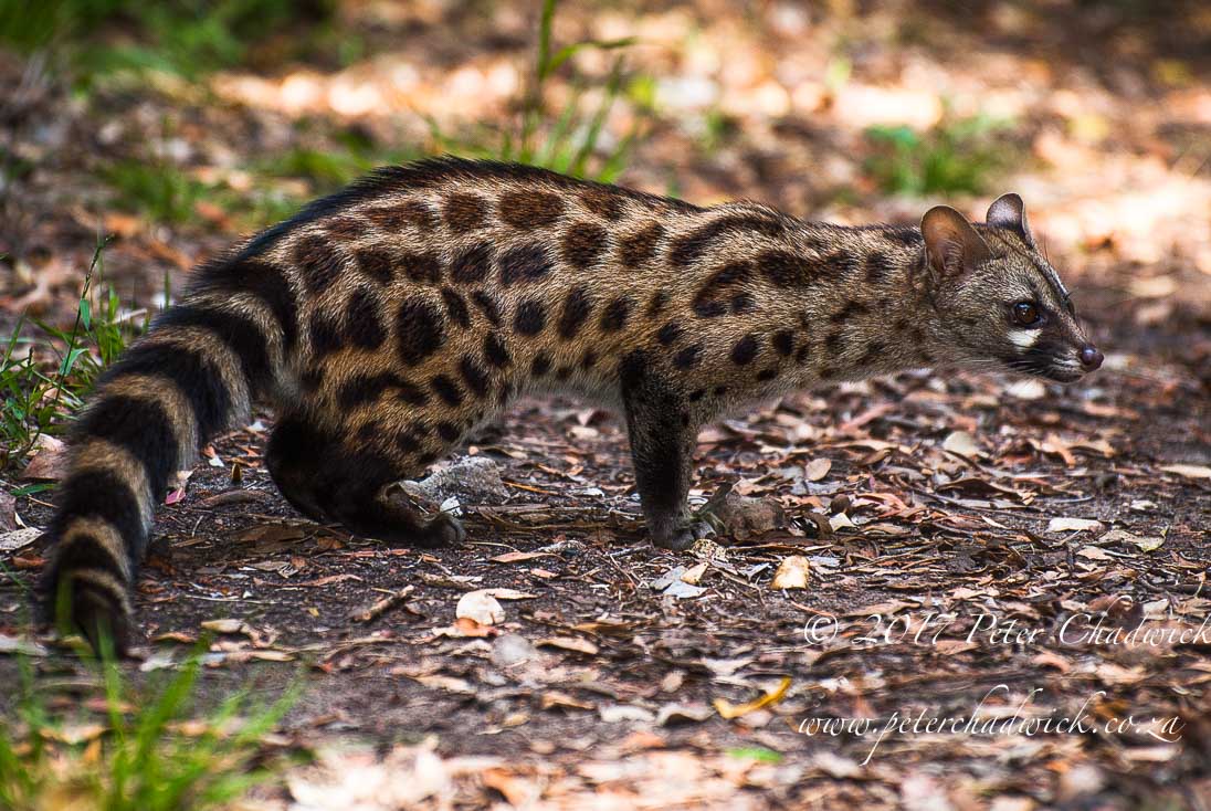 South Africa's Garden Route by Conservation Photographer Peter Chadwick