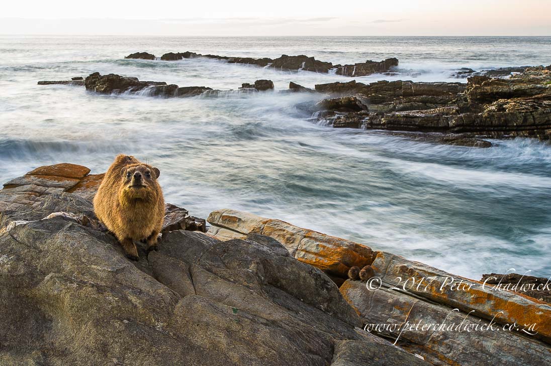 South Africa's Garden Route by Conservation Photographer Peter Chadwick