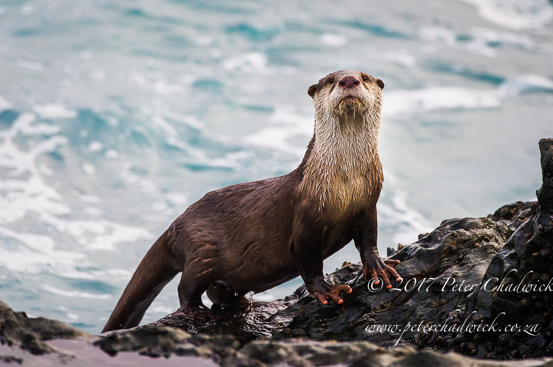 South Africa's Garden Route by Conservation Photographer Peter Chadwick