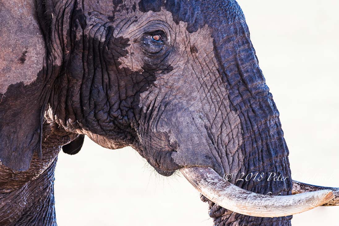 The infinite wisdom and intelligence of African elephant