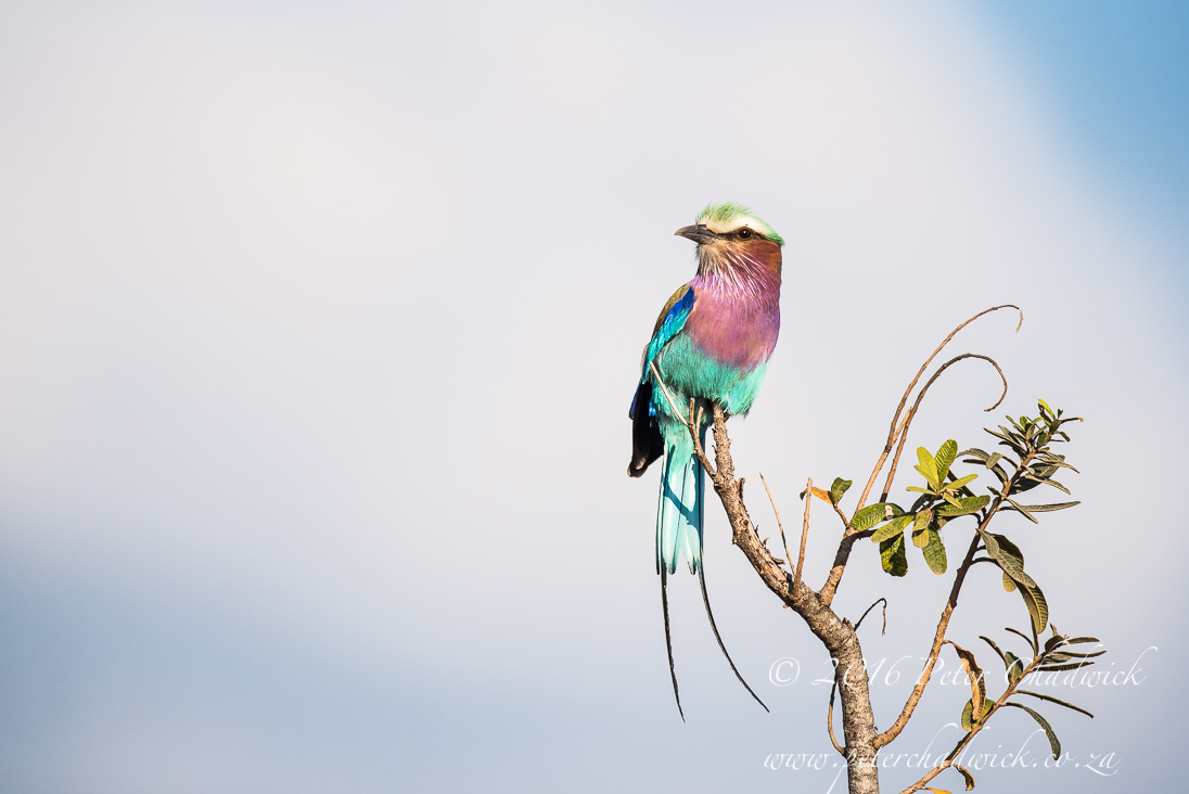 Lilac-Breasted Roller