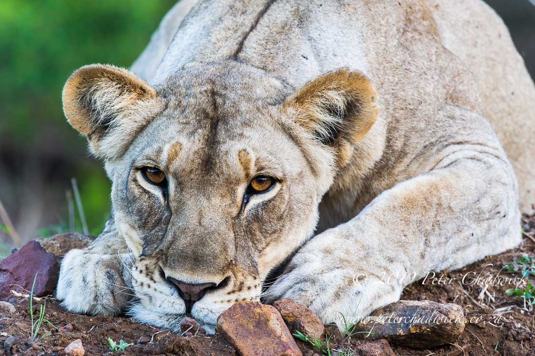 Lions in Trouble_©PeterChadwick_AfricanConservationPhotographer
