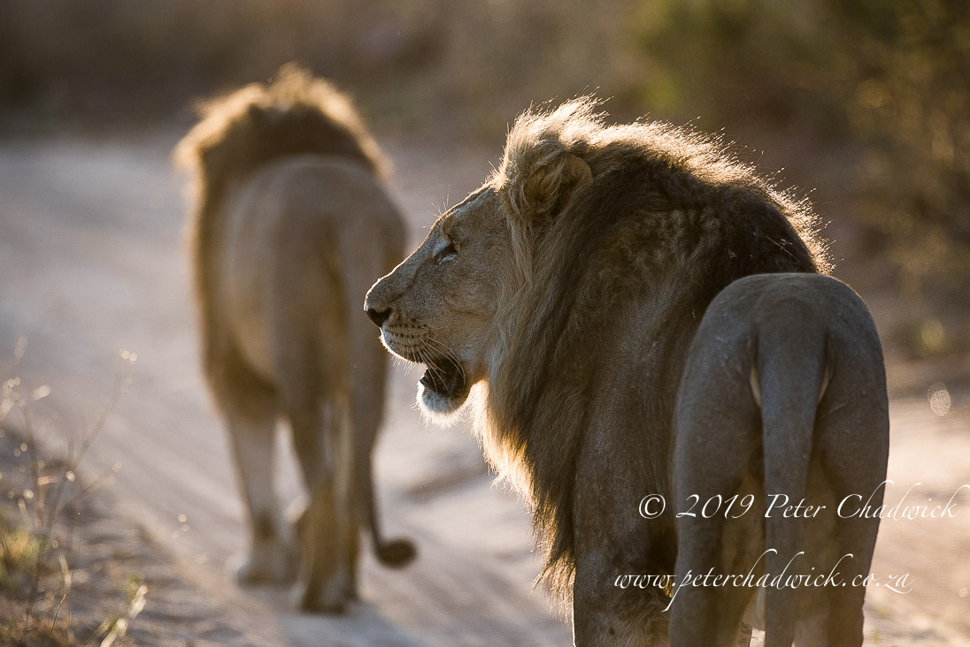 Lions in Trouble_PeterChadwick_©AfricanConservationPhotographer