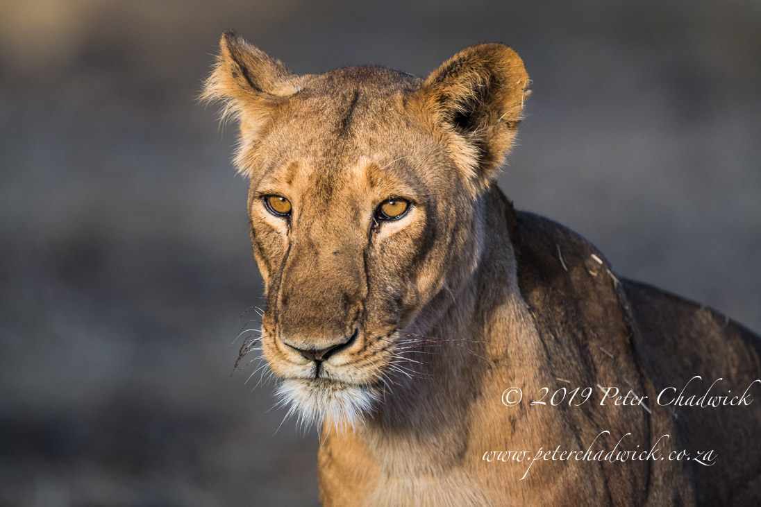 Lions in Trouble_©PeterChadwick_AfricanConservationPhotographer
