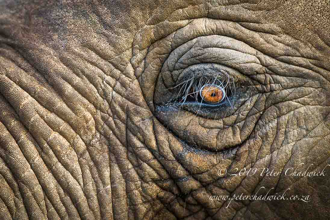 Conservation Must Work For African Elephants