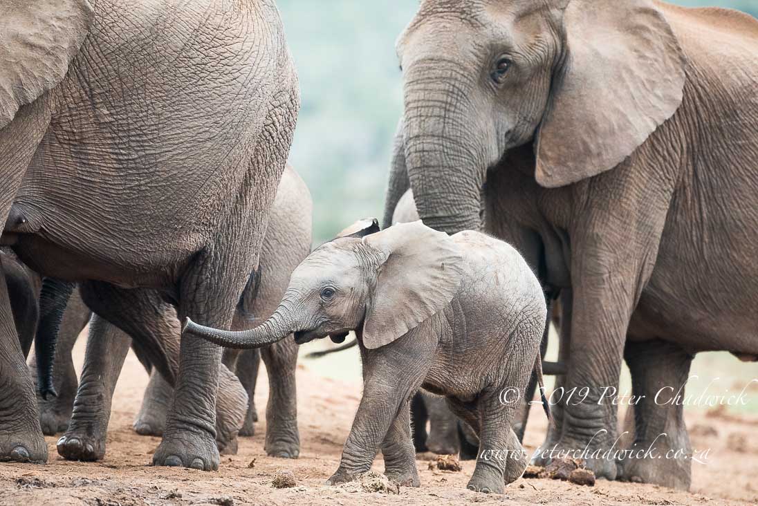 Managing African Elephant_©PeterChadwick_AfricanConservationPhotographer