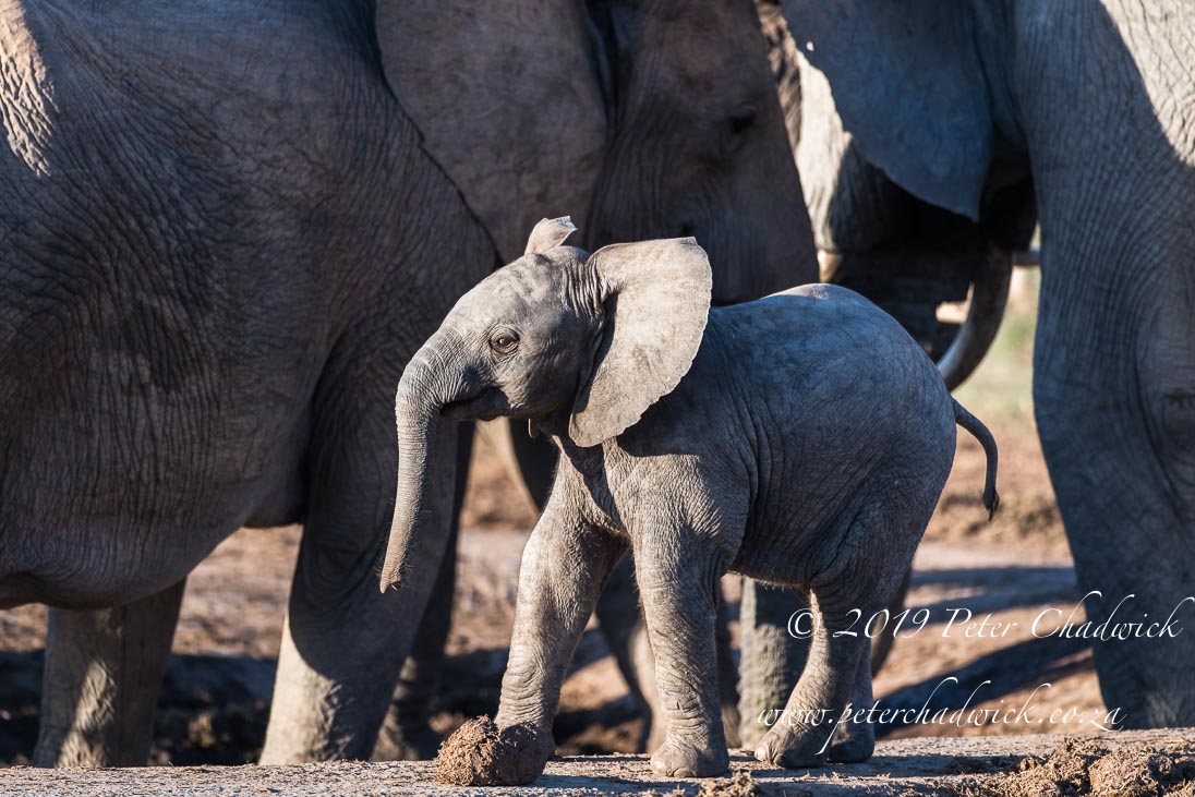 Managing African Elephant_©PeterChadwick_AfricanConservationPhotographer 