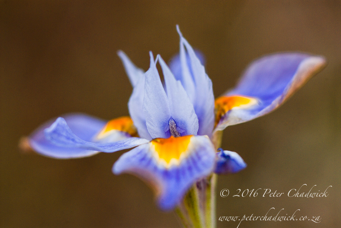 Morea Fugax Flowers