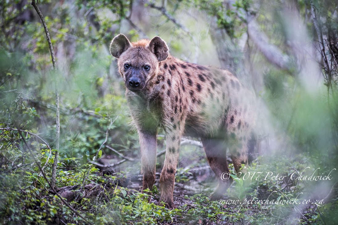 Spotted Hyena in the Forest 