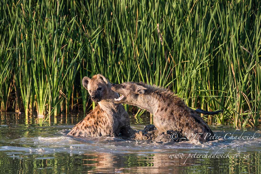 Fighting Spotted Hyenas