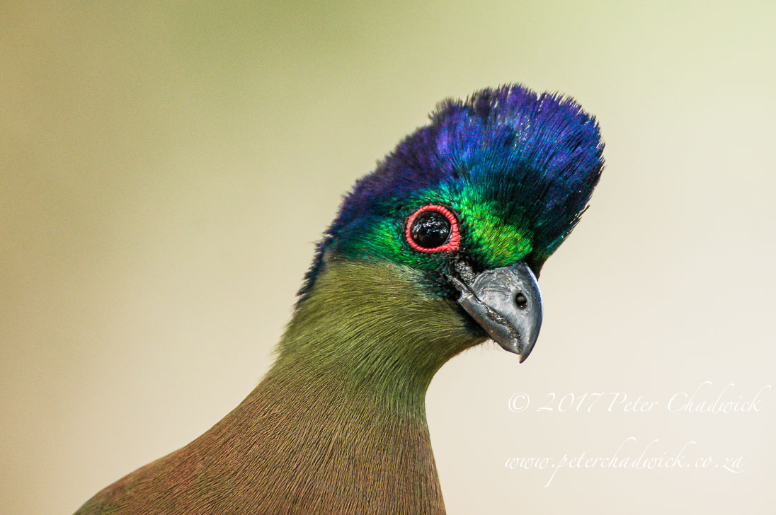Purple-Crested Turaco