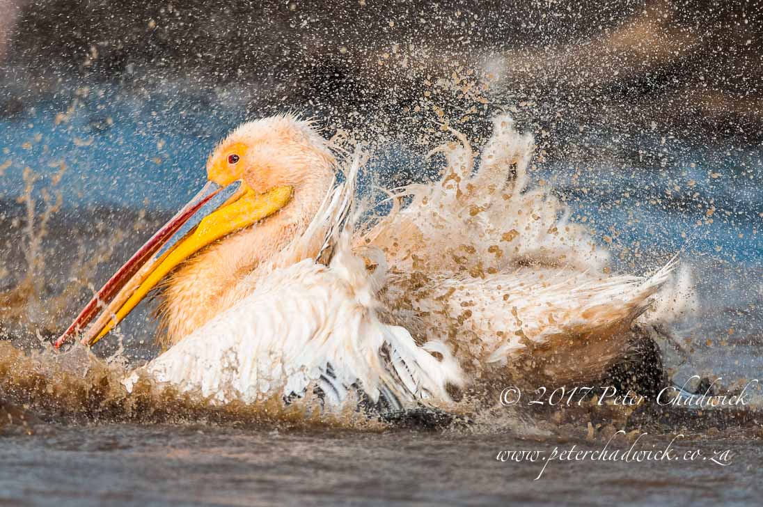 Bathing Great White Pelican 