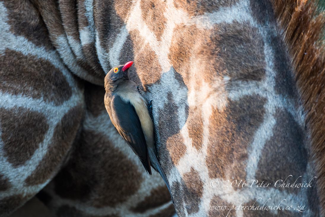 Red-Billed Oxpecker Searching for Parasites on a Giraffe