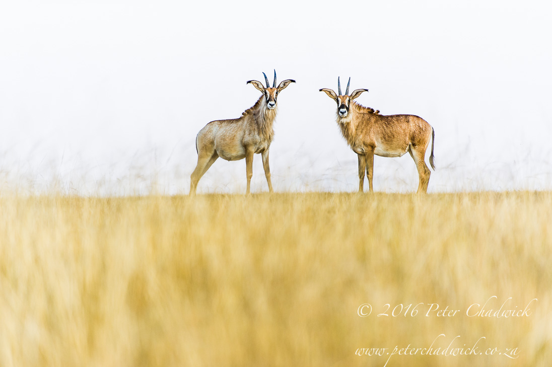 Roan Antelope