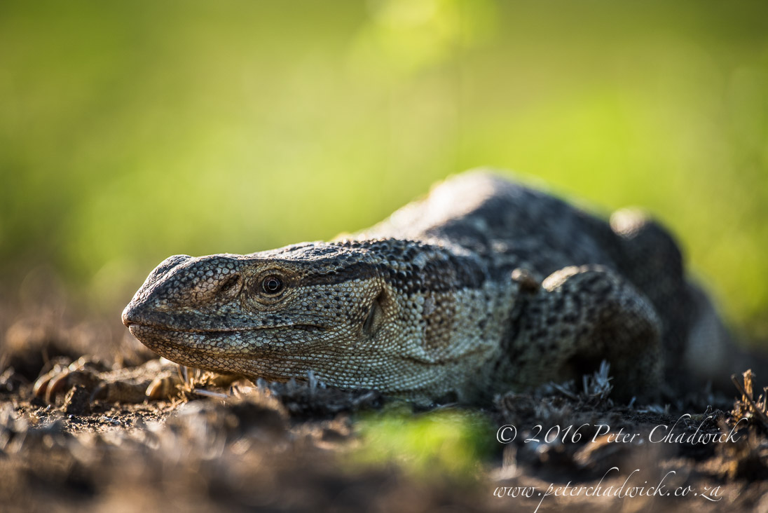 Eye-level with a Rock Monitor Lizard