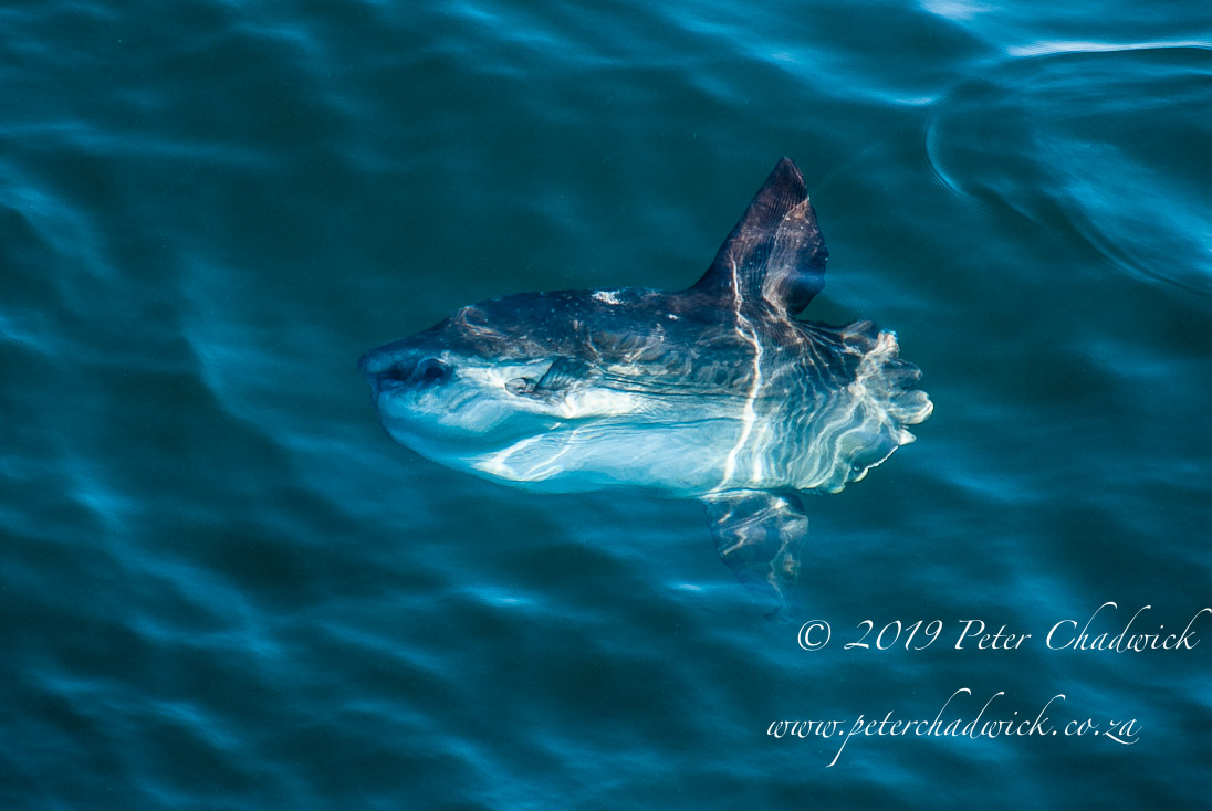 Stillbay Marine Protected Area_©PeterChadwick_AfricanConservationPhotographer 