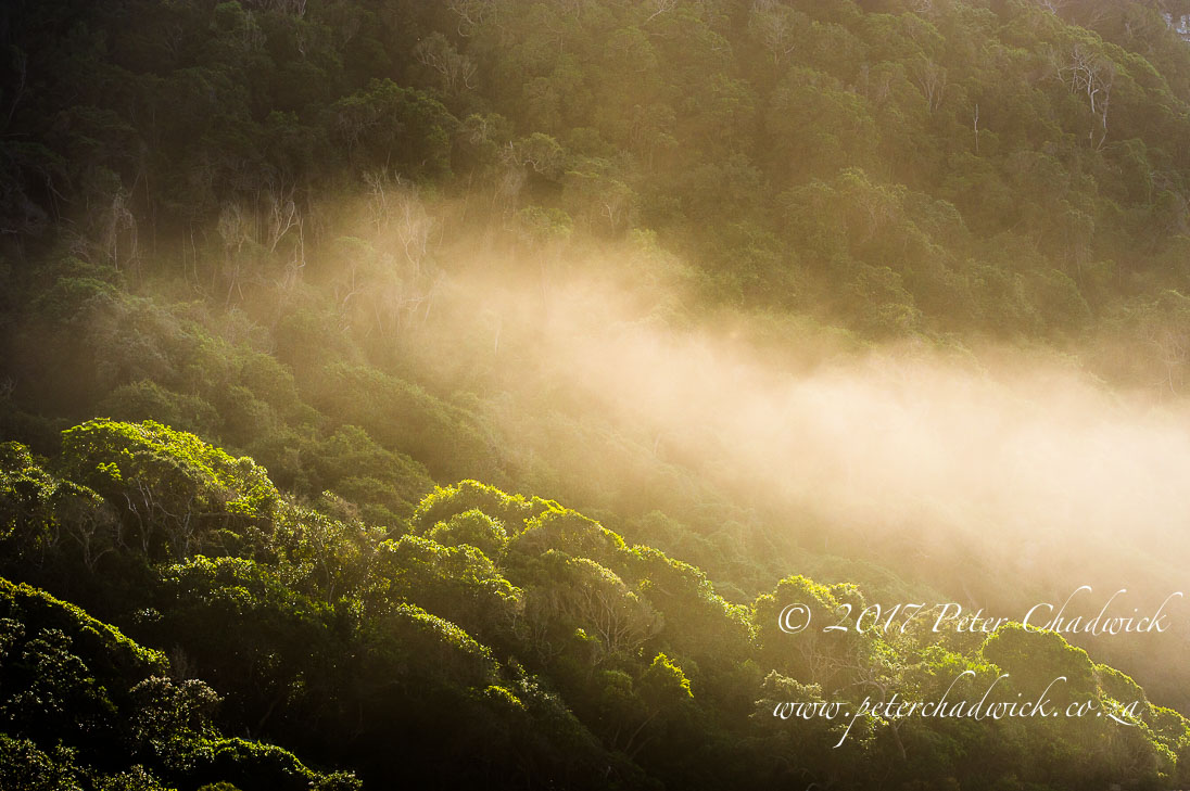 Coastal Forest