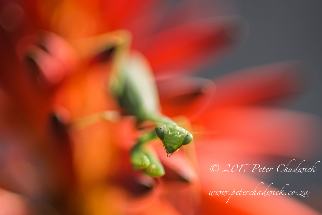 Praying Mantis