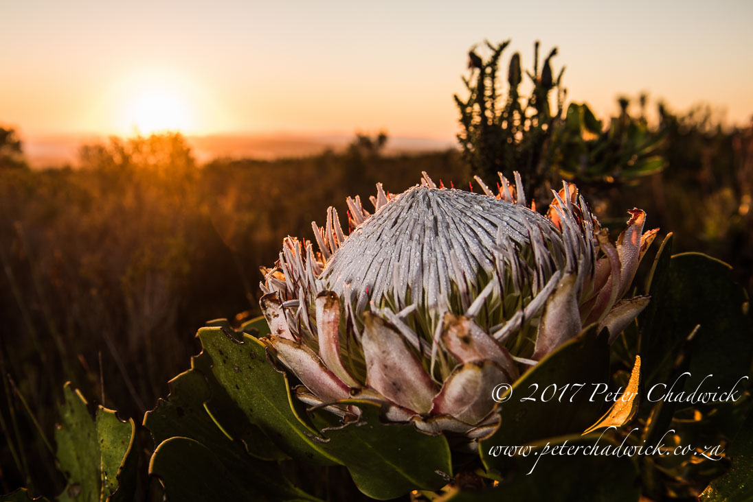 Dawn King Protea