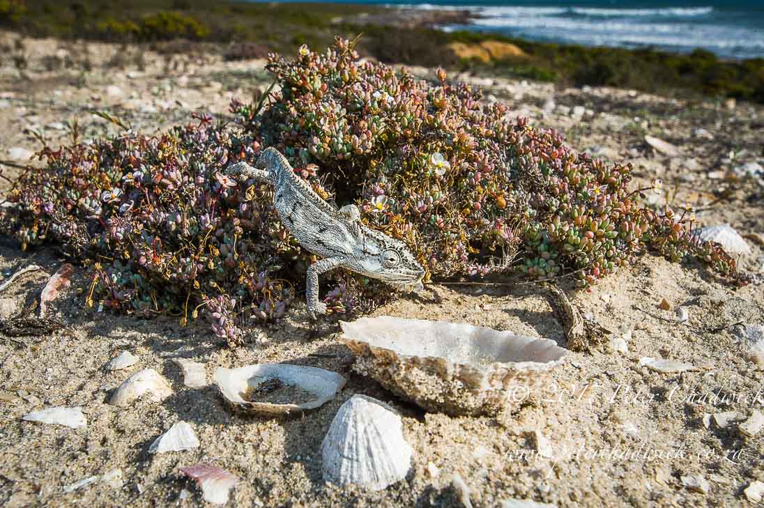 The Wild West Coast of South Africa by Conservation Photographer Peter Chadwick