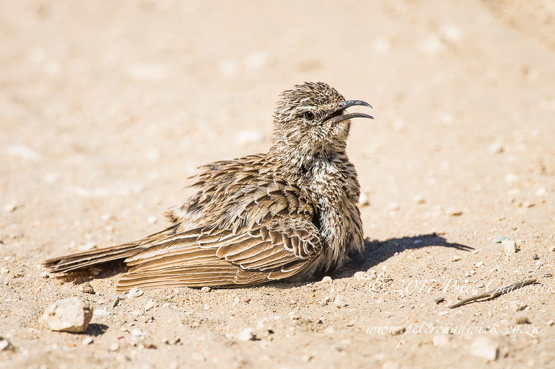 The Wild West Coast of South Africa by Conservation Photographer Peter Chadwick