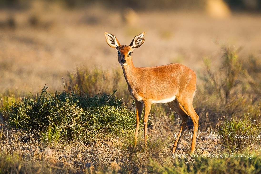 The Wild West Coast of South Africa by Conservation Photographer Peter Chadwick