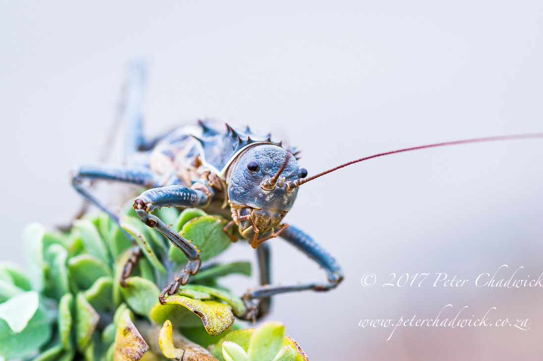 The Wild West Coast of South Africa by Conservation Photographer Peter Chadwick
