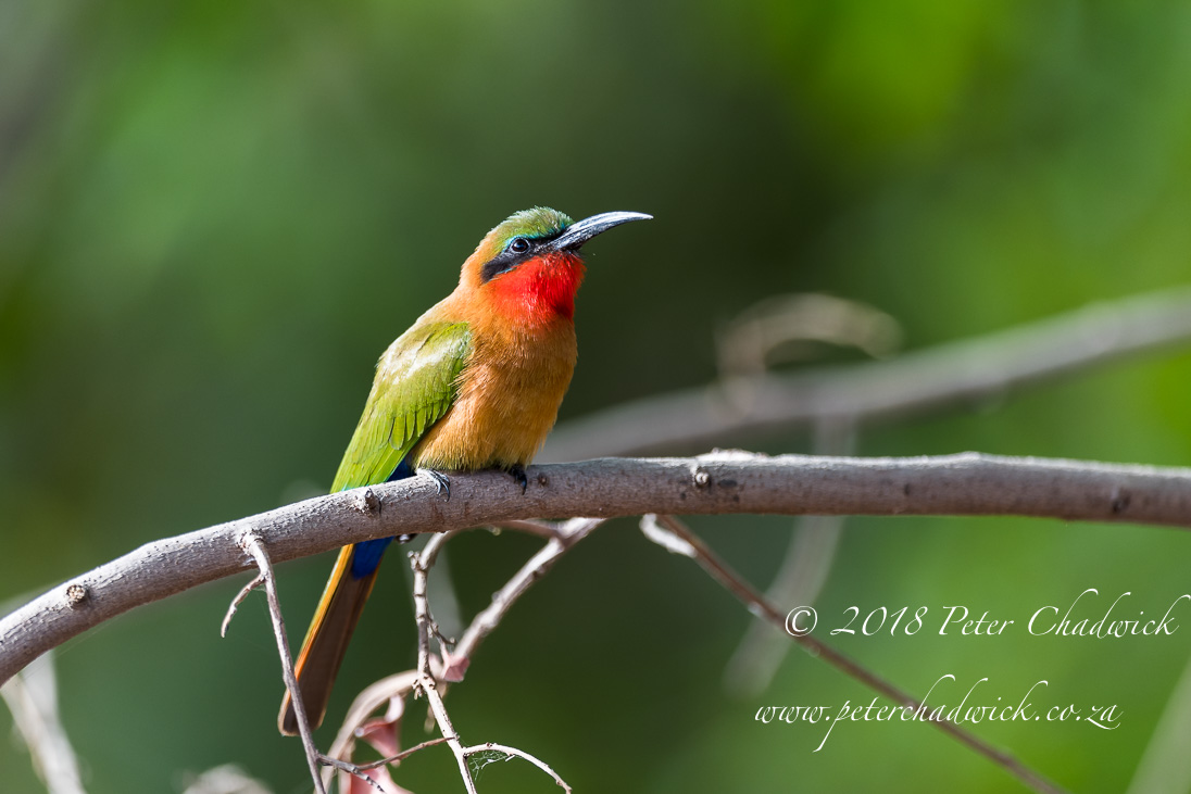 Red-Fronted Bee-Eater_©PeterChadwick_AfricanConservationPhotographer
