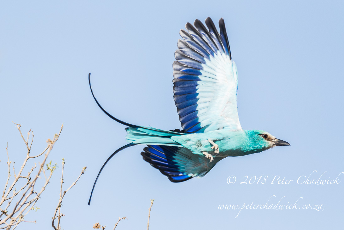 Abyssinian Roller_©PeterChadwick_AfricanConservationPhotographer