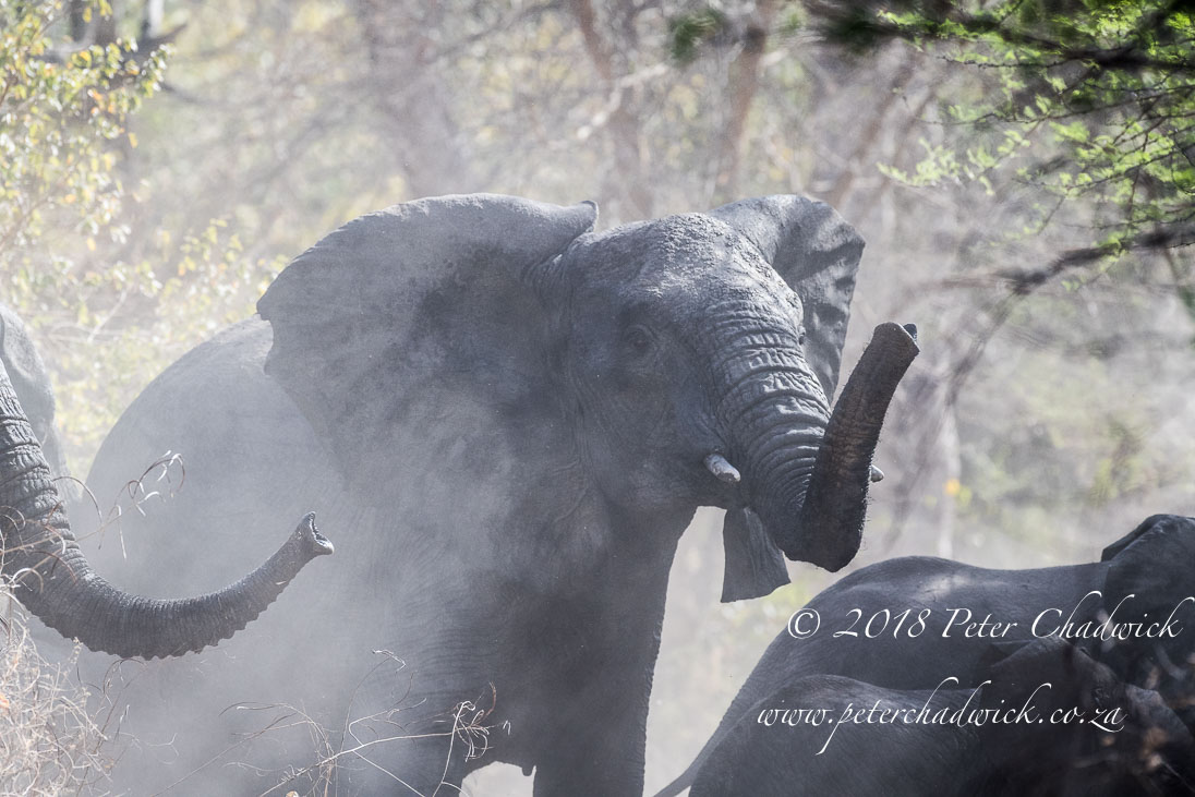Zakouma African Elephant_©PeterChadwick_AfricanConservationPhotographer