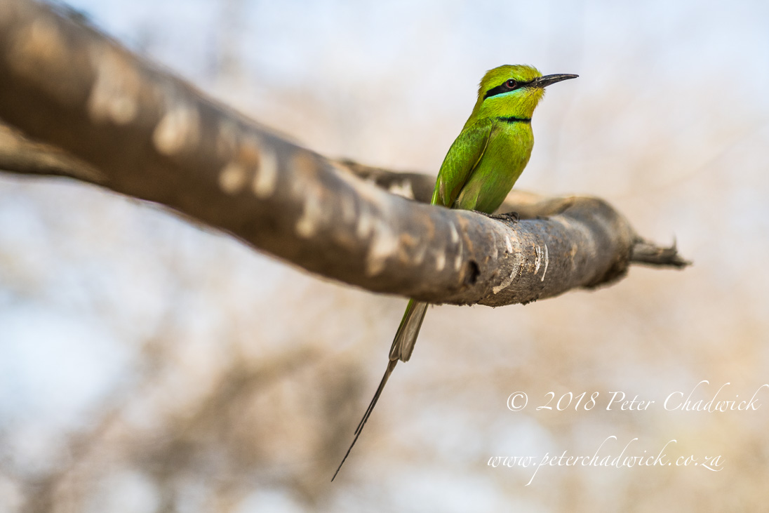 Little Green Bee-Eater_©PeterChadwick_AfricanConservationPhotographer