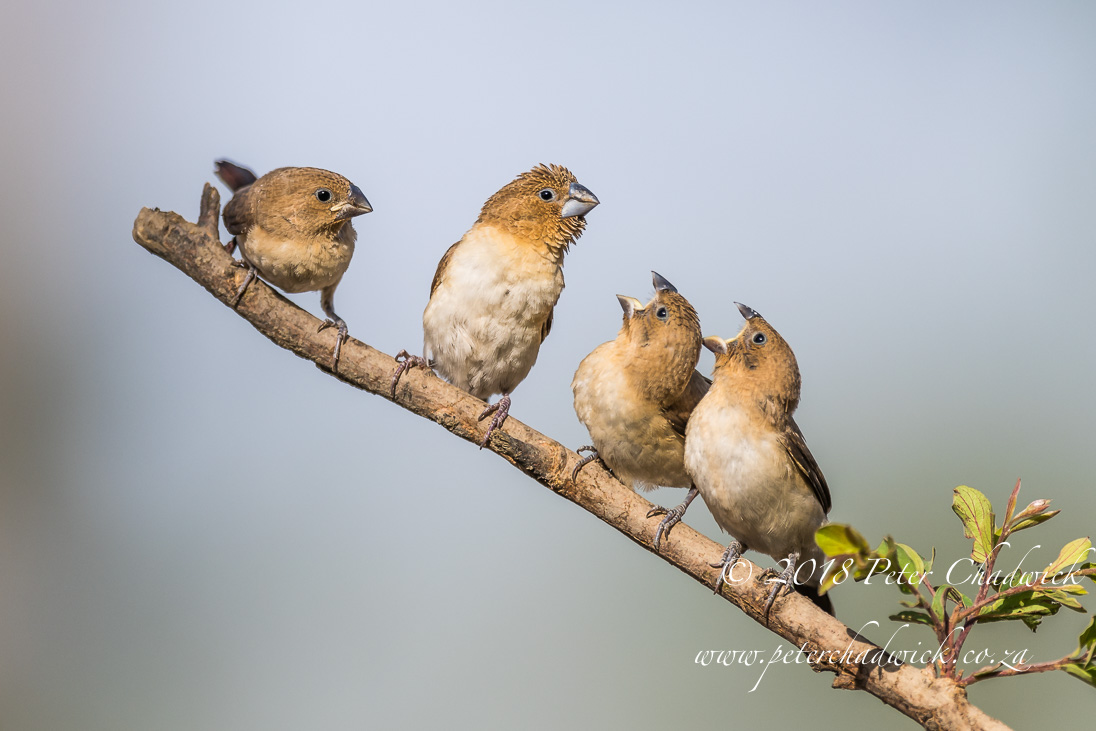 African Silverbill and young_©PeterChadwick_AfricanConservationPhotographer