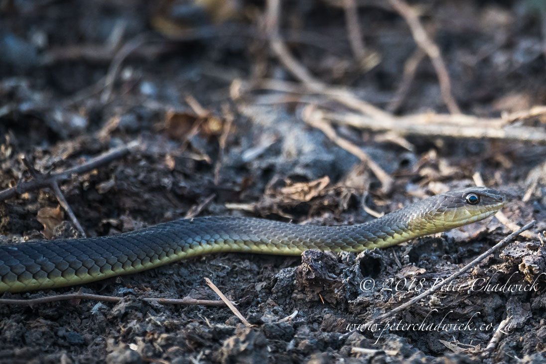 Boomslang_©PeterChadwick_AfricanConservationPhotographer