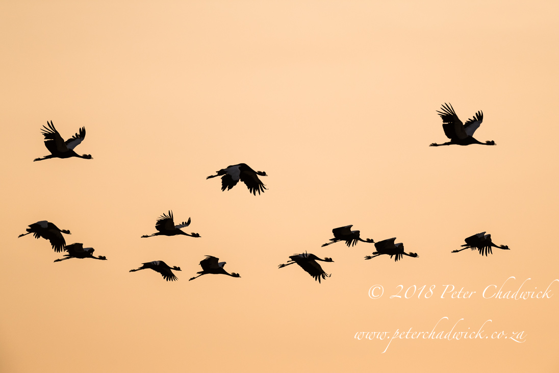 Black Crowned Crane_©PeterChadwick_AfricanConservationPhotographer