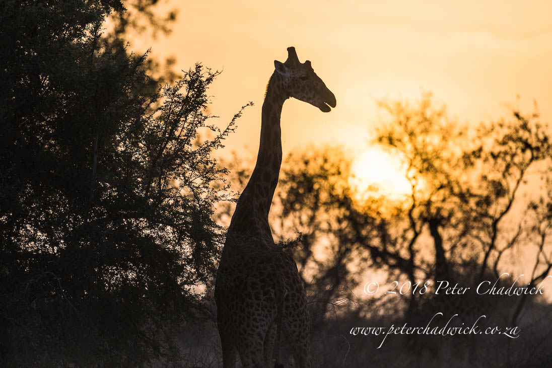 Kordofan Giraffe at dusk_©PeterChadwick_AfricanConservationPhotographer