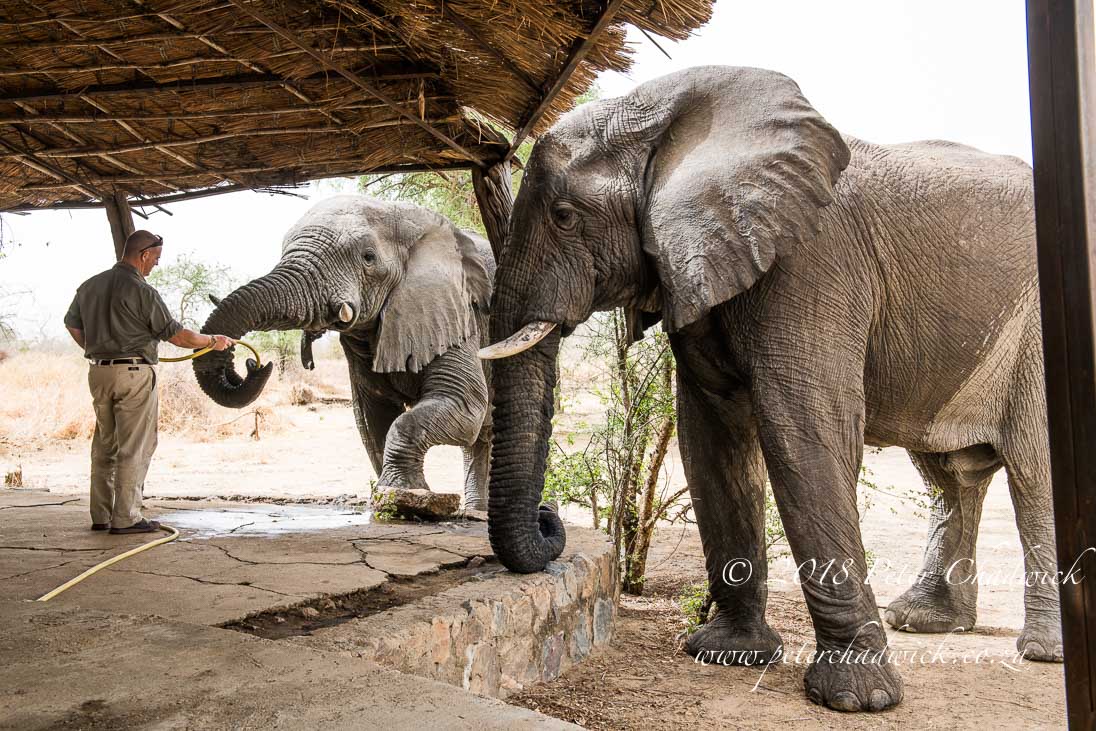 Elephant bulls at Zakouma National Park_©PeterChadwick_AfricanConservationPhotographer