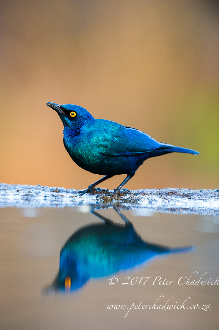 Zululand's Wildlife Rejuvenation by Conservation Photographer Peter Chadwick
