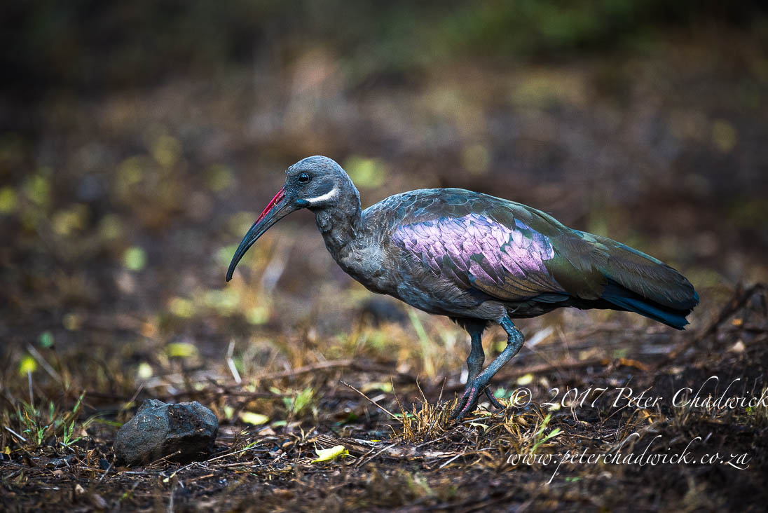 Zululand's Wildlife Rejuvenation by Conservation Photographer Peter Chadwick