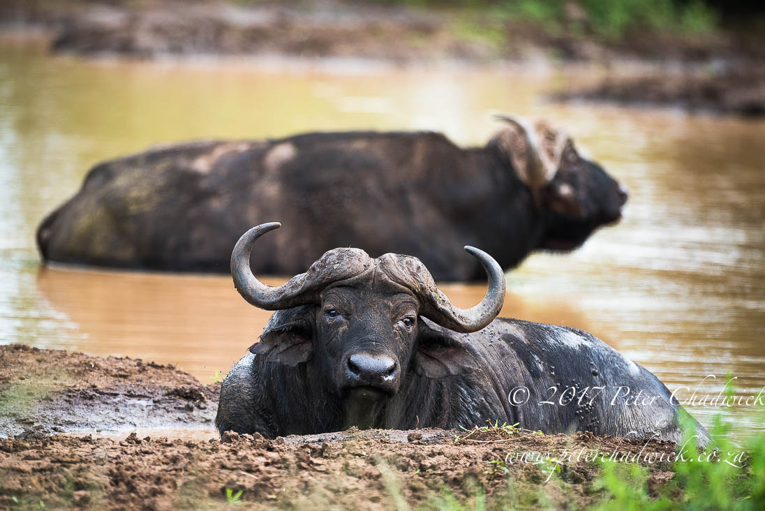 Zululand's Wildlife Rejuvenation by Conservation Photographer Peter Chadwick